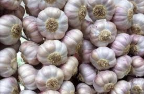 Garlic