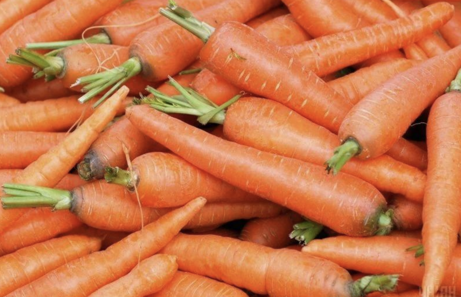 Carrot