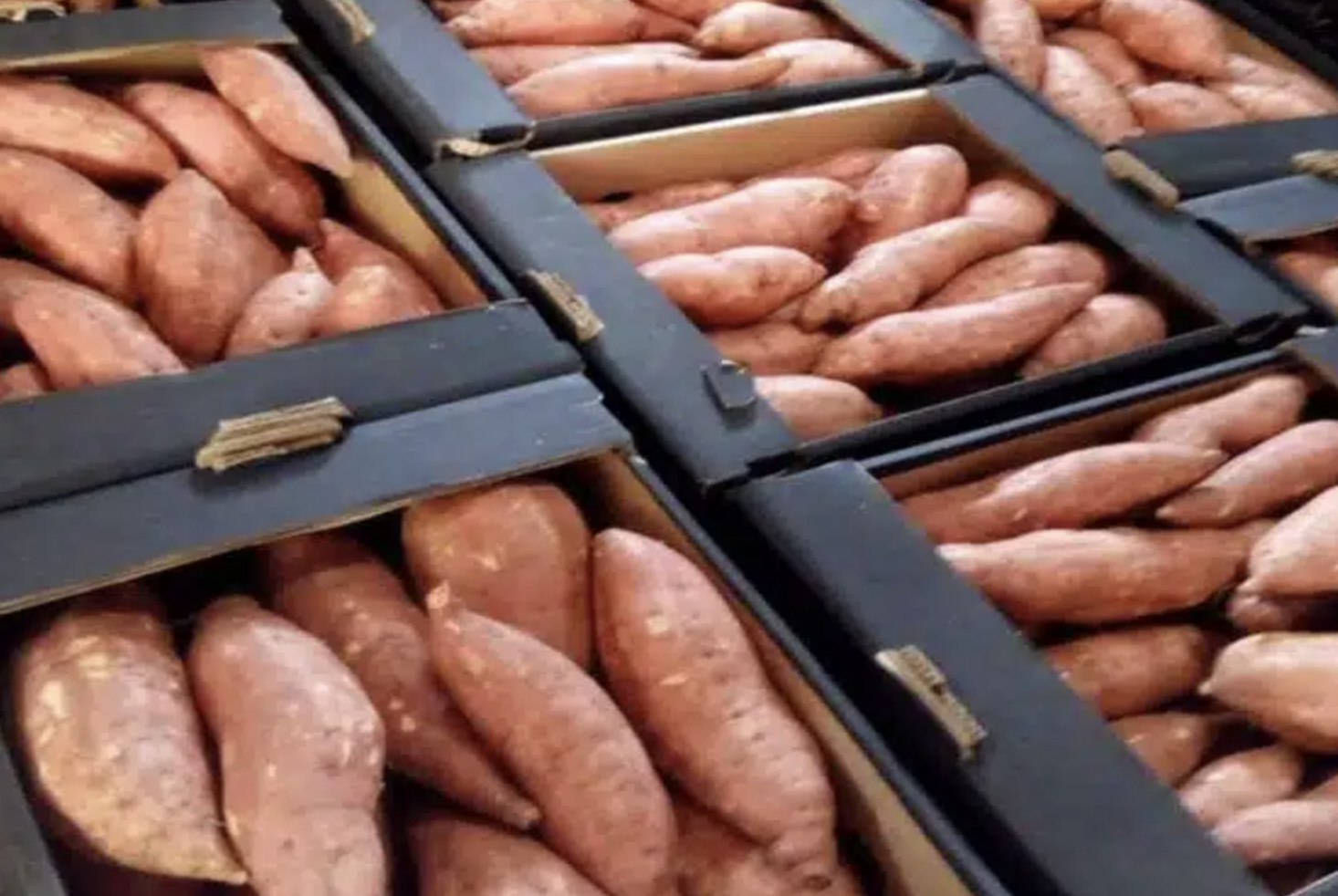 Sweet Potato