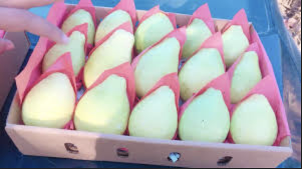 Guava